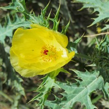 Flower on the way to the forest of stones - Bosque de Piedras Huito (close to Pampamarca)